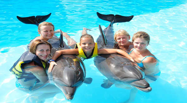 Family Photo session with dolphins